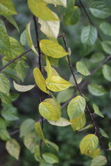 Colorful autumn leaves on nature background