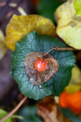 Colorful autumn leaves on nature background