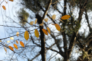Colorful autumn leaves on nature background