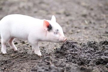 cute mini pig on a farm, in england uk