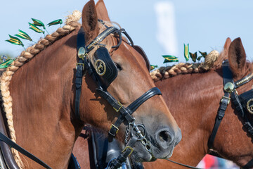 Head shot of Shire horses at a rural show