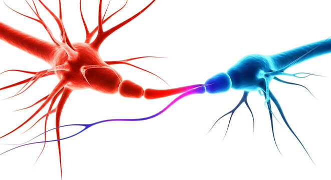 Red and blue neurons with branching dendrites and axons communicating, isolated on a white or transparent background, cutout, PNG