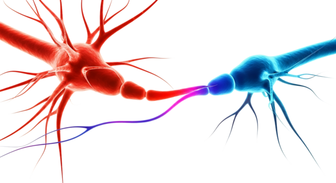 Red and blue neurons with branching dendrites and axons communicating, isolated on a white or transparent background, cutout, PNG