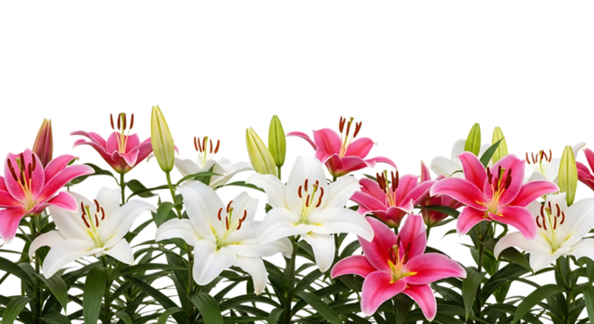 A border of vibrant pink and white lilies with green stems and leaves, isolated on a white or transparent background, cutout, PNG