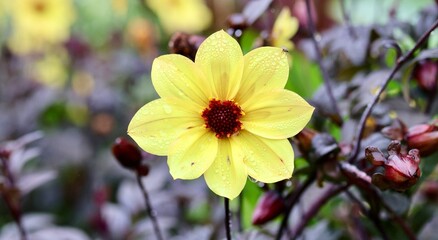 Yellow flower in the garden