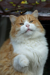 Portrait of cute red cat