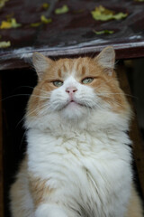 Portrait of cute red cat