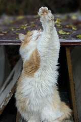 Portrait of cute red cat