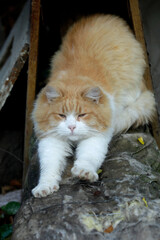 Portrait of cute red cat