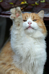 Portrait of cute red cat