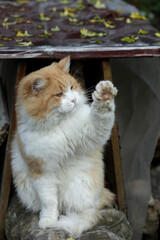 Portrait of cute red cat