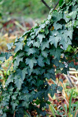 Colorful autumn leaves on nature background