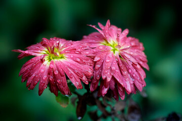 Drops of rain on autumn flowers