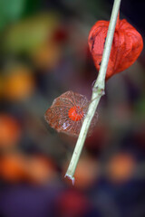 Drops of rain on autumn flowers