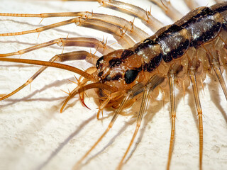 Détail de la tête de la scutigère véloce (Scutigera coleoptrata), macro extrême montrant les yeux composés et les antennes