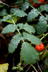 Drops of rain on green leaves