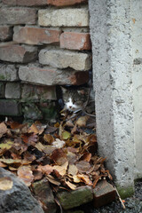 Portrait of cute fluffy cat