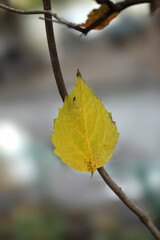 Colorful autumn leaves on nature background