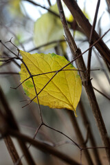 Colorful autumn leaves on nature background