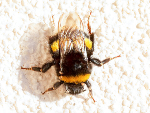 Bourdon terrestre (Bombus terrestris/lucorum/magnus/cryptarum) vivant parasité, macro naturaliste sur fond clair