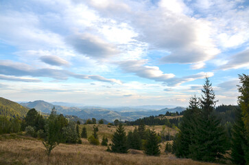 Tranquil mountain meadow unfolds toward distant hills, dotted with pine trees under a soft blue sky. Rolling terrain and pale clouds create a peaceful, expansive outdoor scene. Carpathians, Ukraine