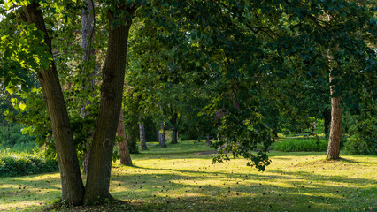 Roses from Botanical garden in Iasi