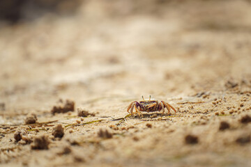 Tiny beach crab scuttles across sunlit sand in cinematic macro, warm colors and shallow depth spark summer vibes, perfect for coastal wildlife ads.