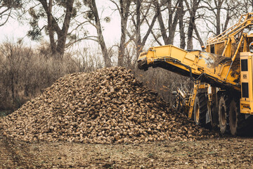 Zbiór buraków cukrowych. Maszyna do zbioru buraków cukrowych na polu w pobliżu sterty buraków cukrowych, zachmurzone niebo jesienią, sterty buraków cukrowych. Kombajn do zbioru buraków cukrowych. © Leszek Szelest