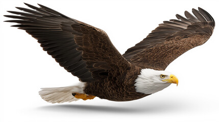 Fototapeta premium Bald eagle bird of prey flying freely on white background. Symbolizing strength, power, and freedom in wildlife