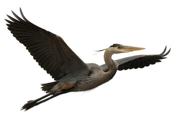 Fototapeta premium Great blue heron flying with wings spread against transparent background, symbolizing freedom and speed