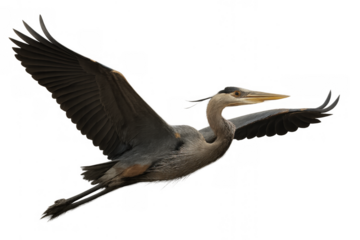 Great blue heron flying with wings spread against transparent background, symbolizing freedom and speed
