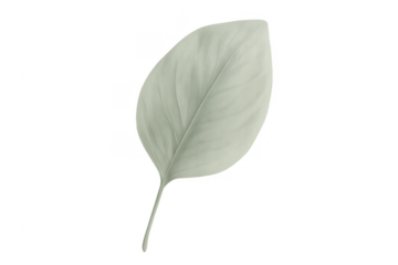 Green leaf illustrating minimalist nature foliage element