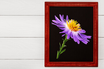 a small lilac aster in a wooden frame