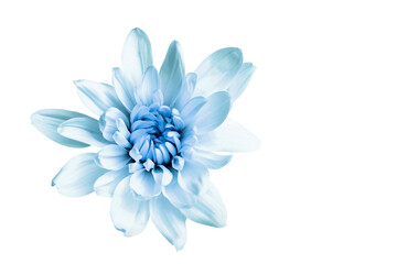 delicate blue chrysanthemum flower on a white background