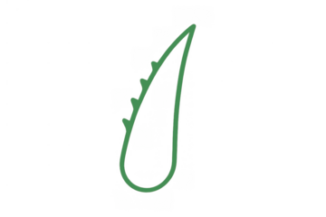 Green plant stem with thorn spikes line art drawing on transparent background showing abstract nature growth