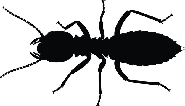 Termite silhouette illustration, insect anatomy vector, pest control icon, black design, entomology study, segmented body, antennae detail, biology concept