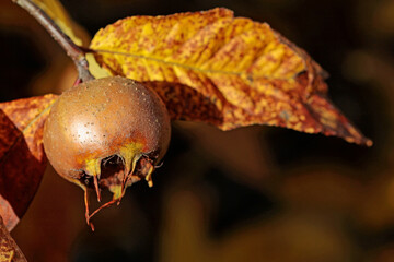 mespilus germanica, common medlar