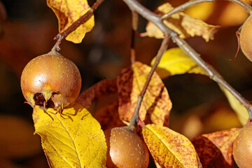 mespilus germanica, common medlar