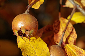 mespilus germanica, common medlar