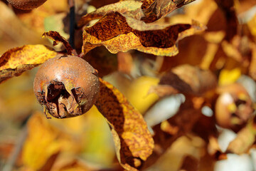 mespilus germanica, common medlar