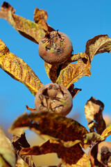 mespilus germanica, common medlar