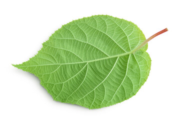 Fototapeta premium kiwi fruit leaf isolated on white background. Top view. Flat lay