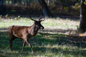 Red deer stag walking in a clearing at the edge of a forest during the rut. Cervus elaphus, Réserve de la Haute-Touche, Azay le Ferron, Indre 36, région Centre, France, European Union, Europe