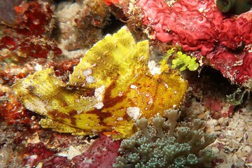Taenianotus triacanthus yellow leaf scorpionfish close-up on coral in Alor, Indonesia    