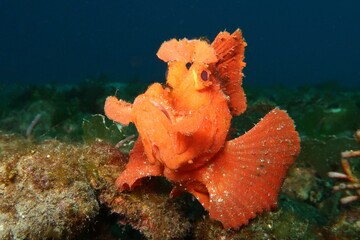 orange Paddle Flap Scorpionfish (Rhinopias eschmeyeri) closeup on a gravelly bottom in Alor, Indonesia      