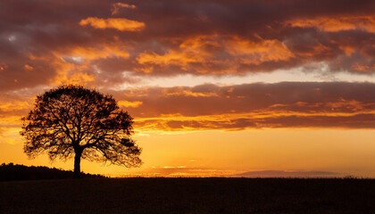 Naklejka premium Serene Sunset Solitary Tree Silhouetted Against A Vibrant Sky Filled With Golden Hues And Dramatic Clouds