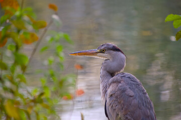 Young grey heron resting quietly by the water