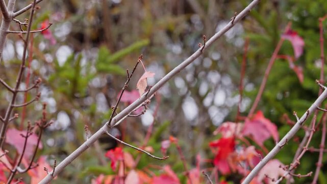 Beautiful Blue Jay Sitting On Autumn Branch With Colorful Leaves. Canadian Forest Scene Featuring A Wild Blue Jay Resting On A Tree Branch With Golden, Red, And Yellow Leaves.