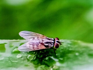 fly on leaf