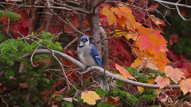 Blue Jay Among Autumn Leaves In Nova Scotia Canadian Forest. Majestic Wild Bird Sitting On A Branch Covered With Red And Yellow Leaves During A Crisp Fall Day In Canada.